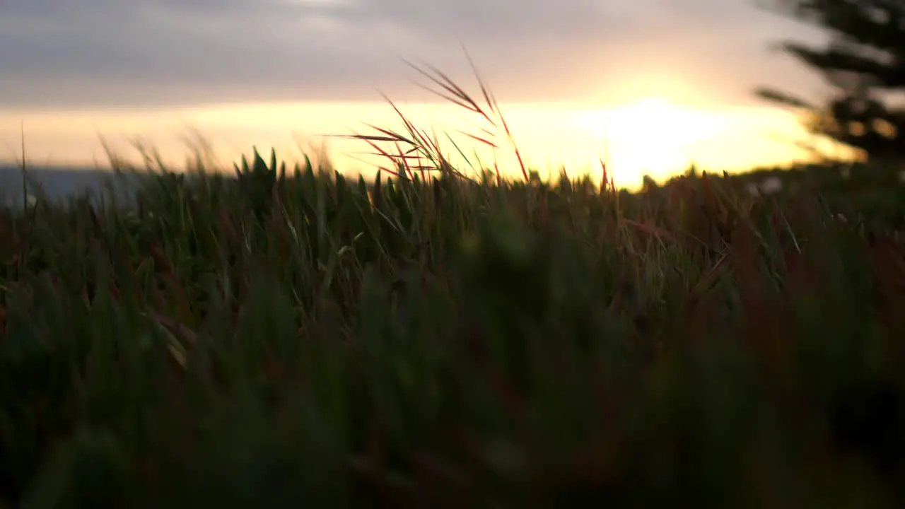 Grass blowing in wind as sun begins to set