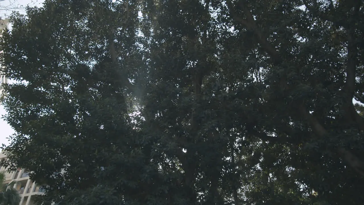 Sun shining through the thick tree crown in urban park