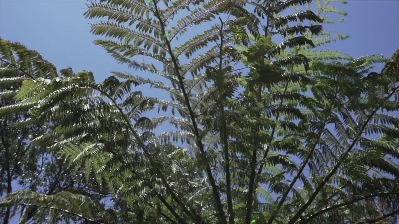 Rotating underneath a fern in New Zealand