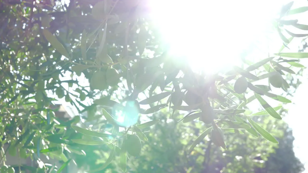 Olive tree in the garden and bright sunbeam