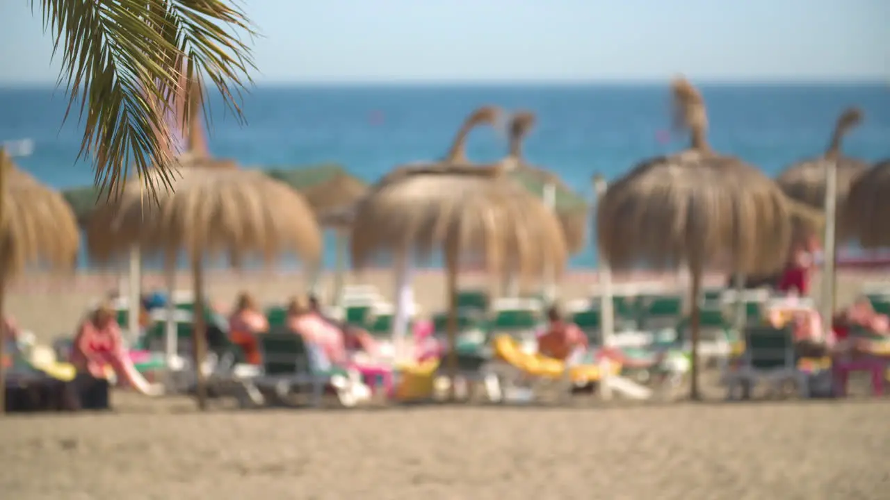 Palm tree leafs swaying in the wind on a sunny day with a blurred out beach in the background