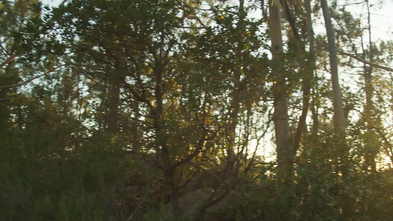 Panoramic view of a forest at sunset with the sun through the trees