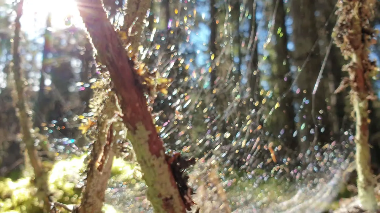 Abstract nature background defocused spiderweb glittering in the forest