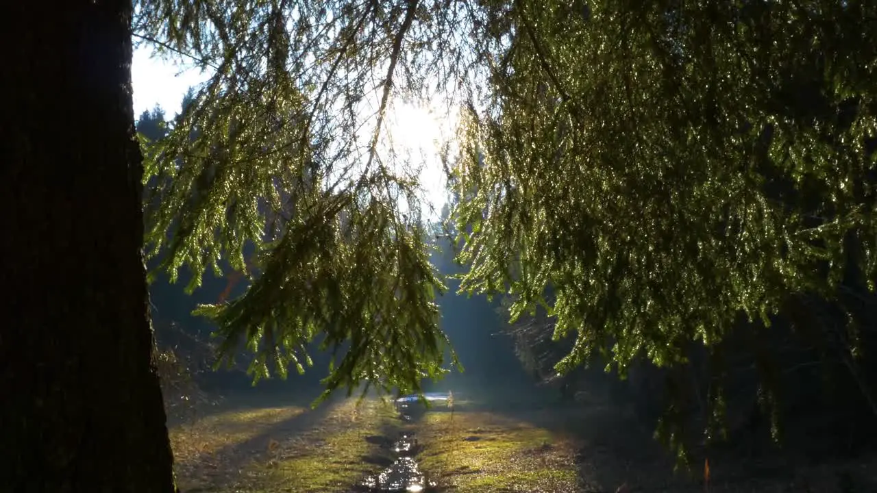 Sun flares shine through the treetop