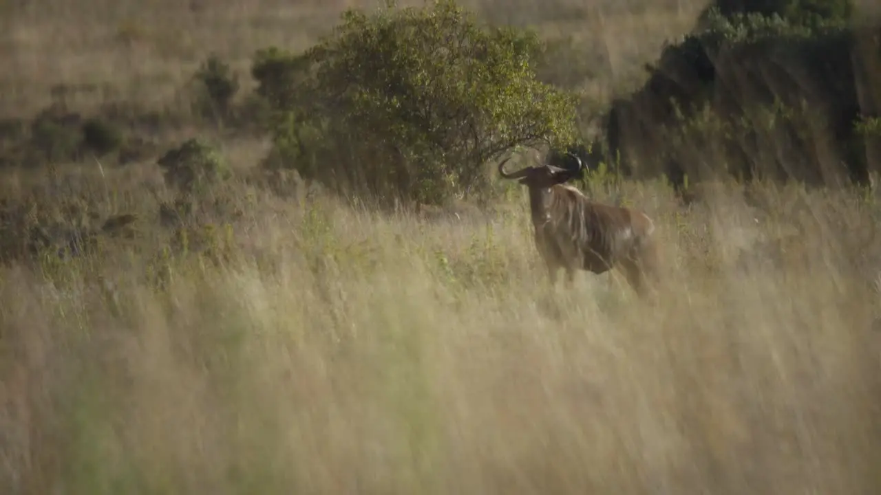 Close Up Fade into Wildebeest Fade Out Slow Motion 4k