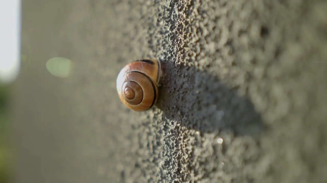 Snail on a stone wall in the sun