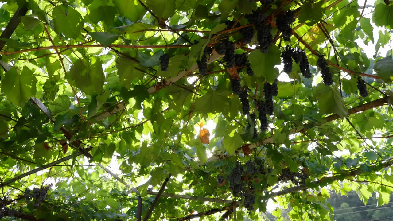 Vineyard grapes hanging with sun-rays shining trough