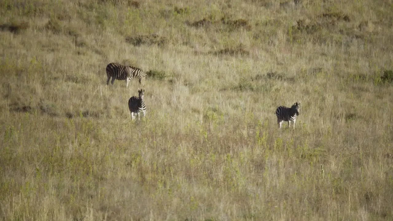 Long Shot of Zebra's in Slow Motion 4k