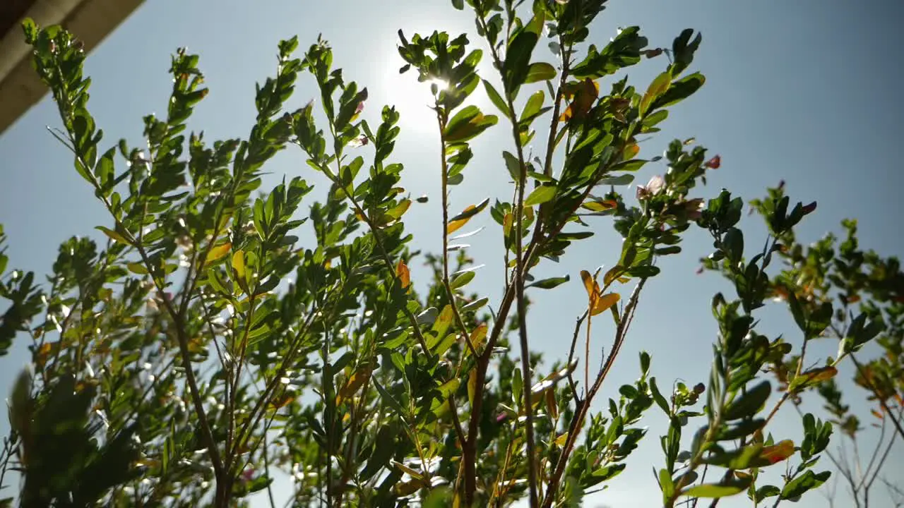 Slow motion pan left of sun rays through tree branches