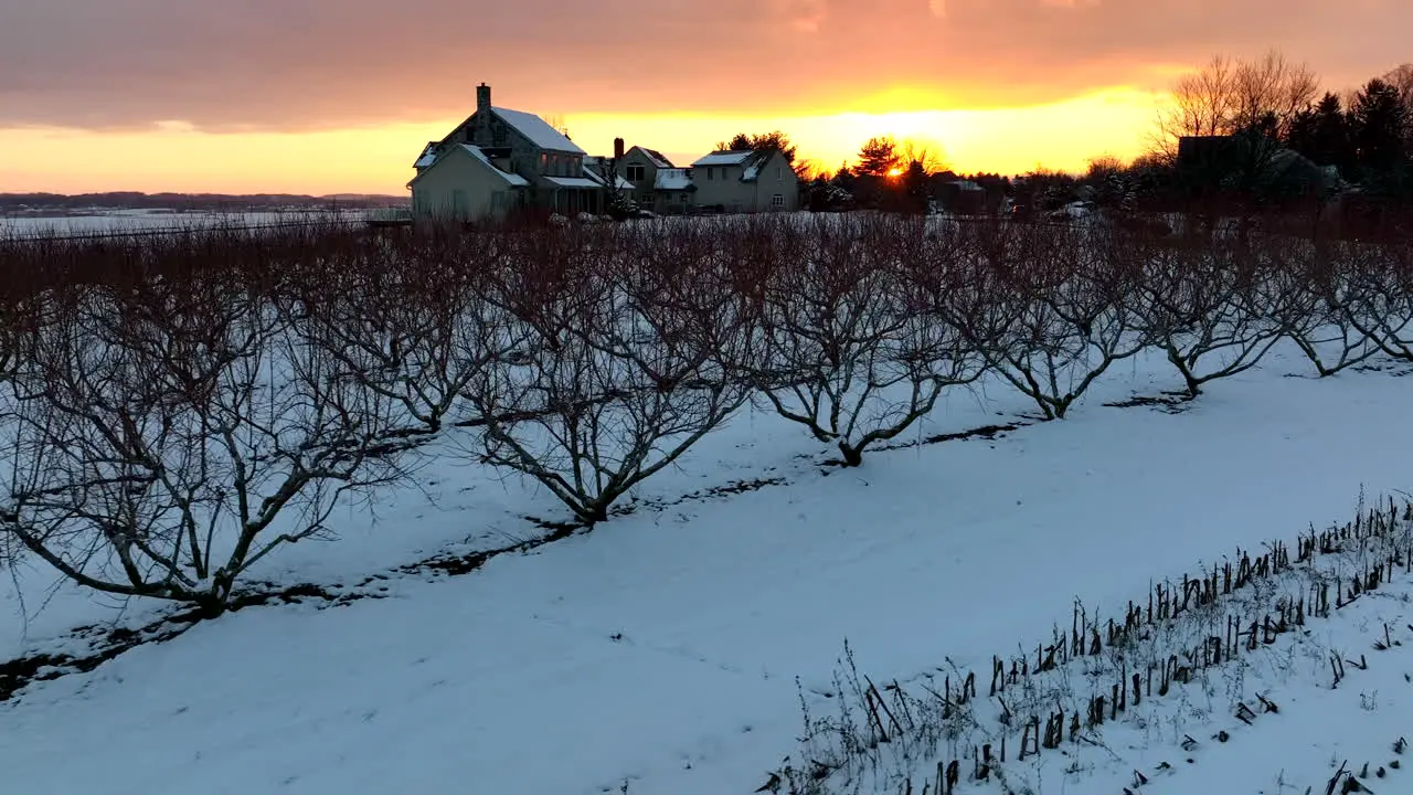 Fruit tree orchard in winter snow