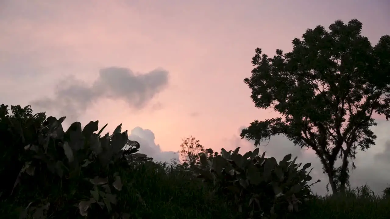 Wild vegetation in Costa Rica with pink sunset clouds behind Wide locked shot