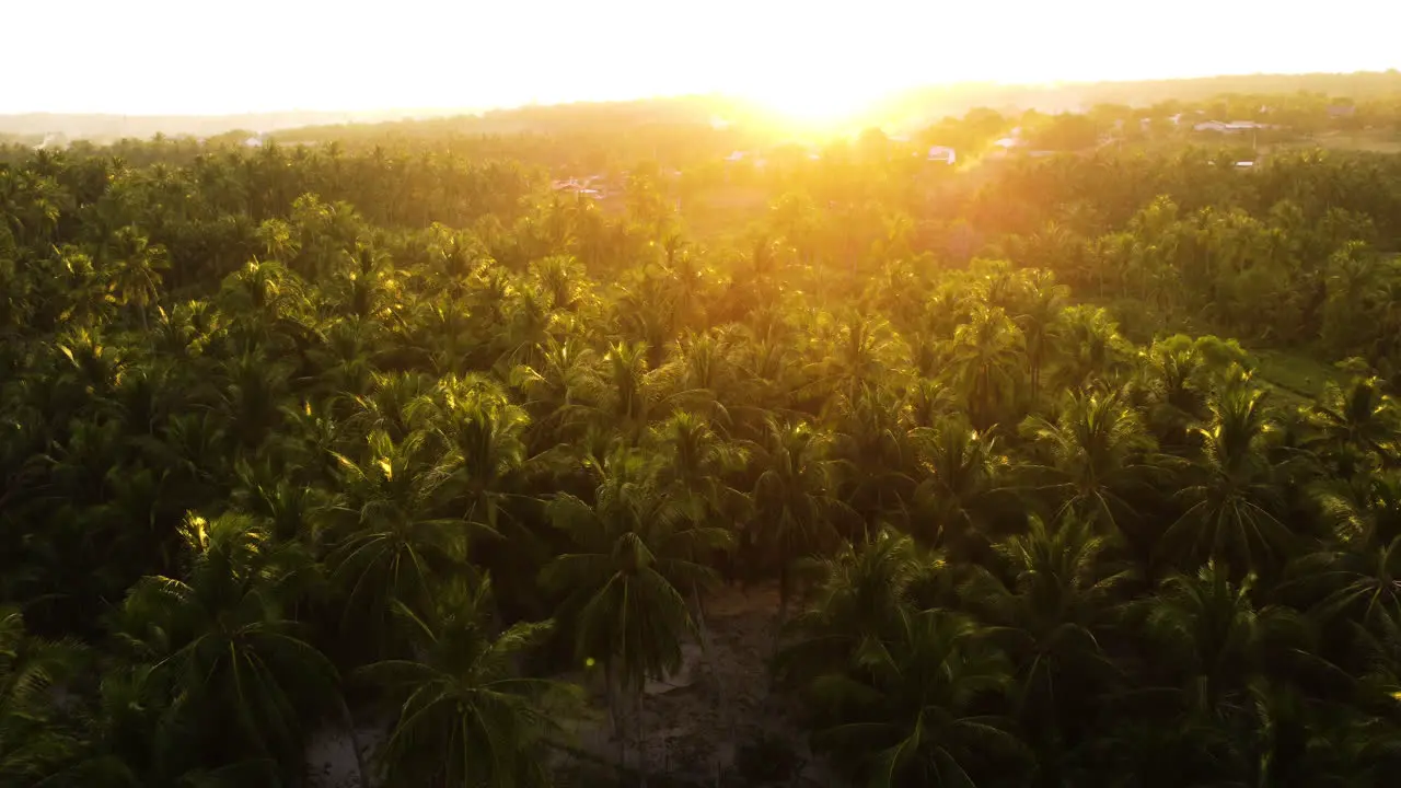 Bright golden sunset over dense palm tree forest in Vietnam aerial fly forward view