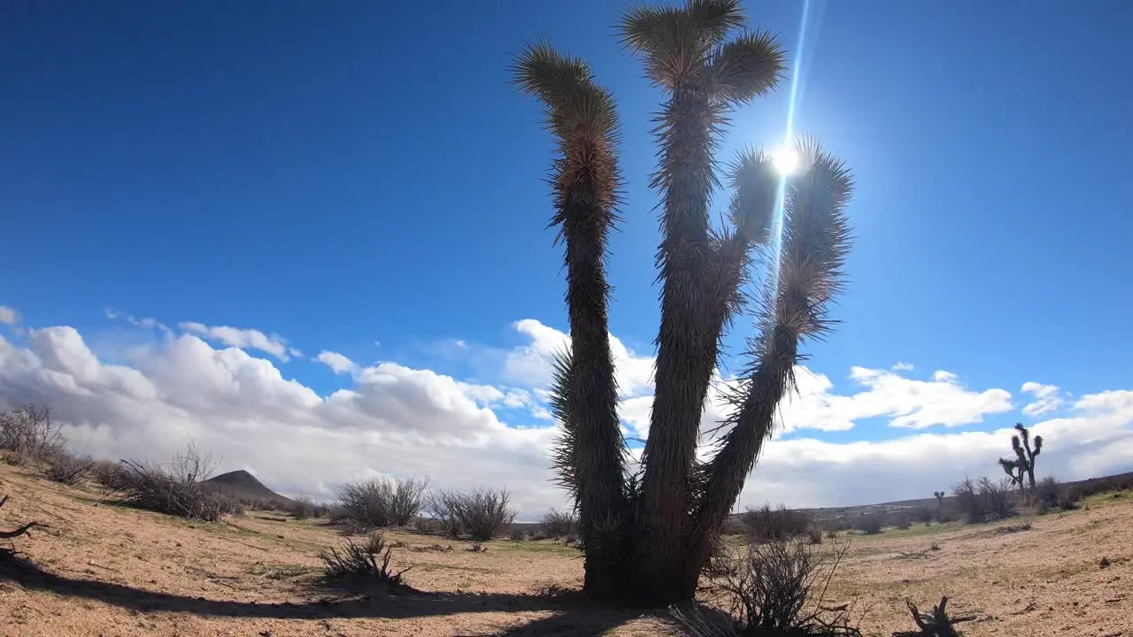 Yucca Tree time lapse in the Mojave Desert