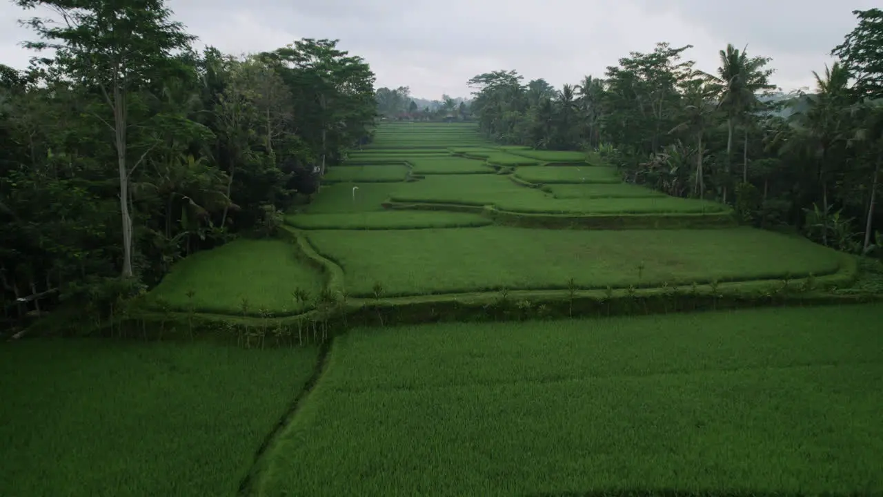 Aerial shot of Bali exotic rice fields surrounded by palm trees on cloudy day