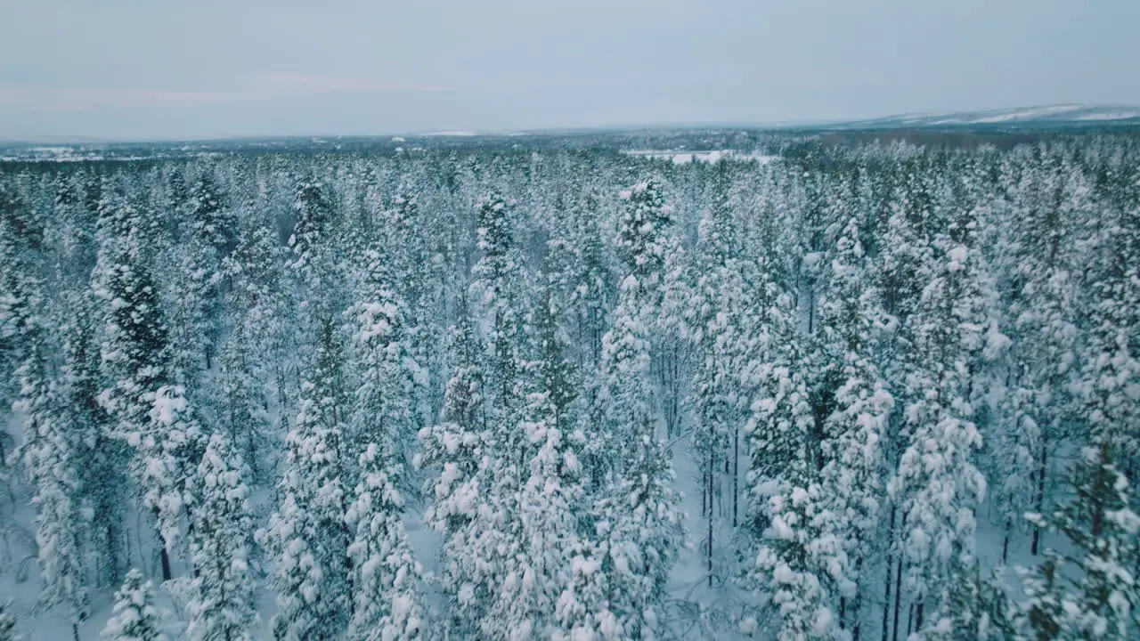 Snow-Blanket Forest Woods Against Gloomy Sky In Lapland Finland