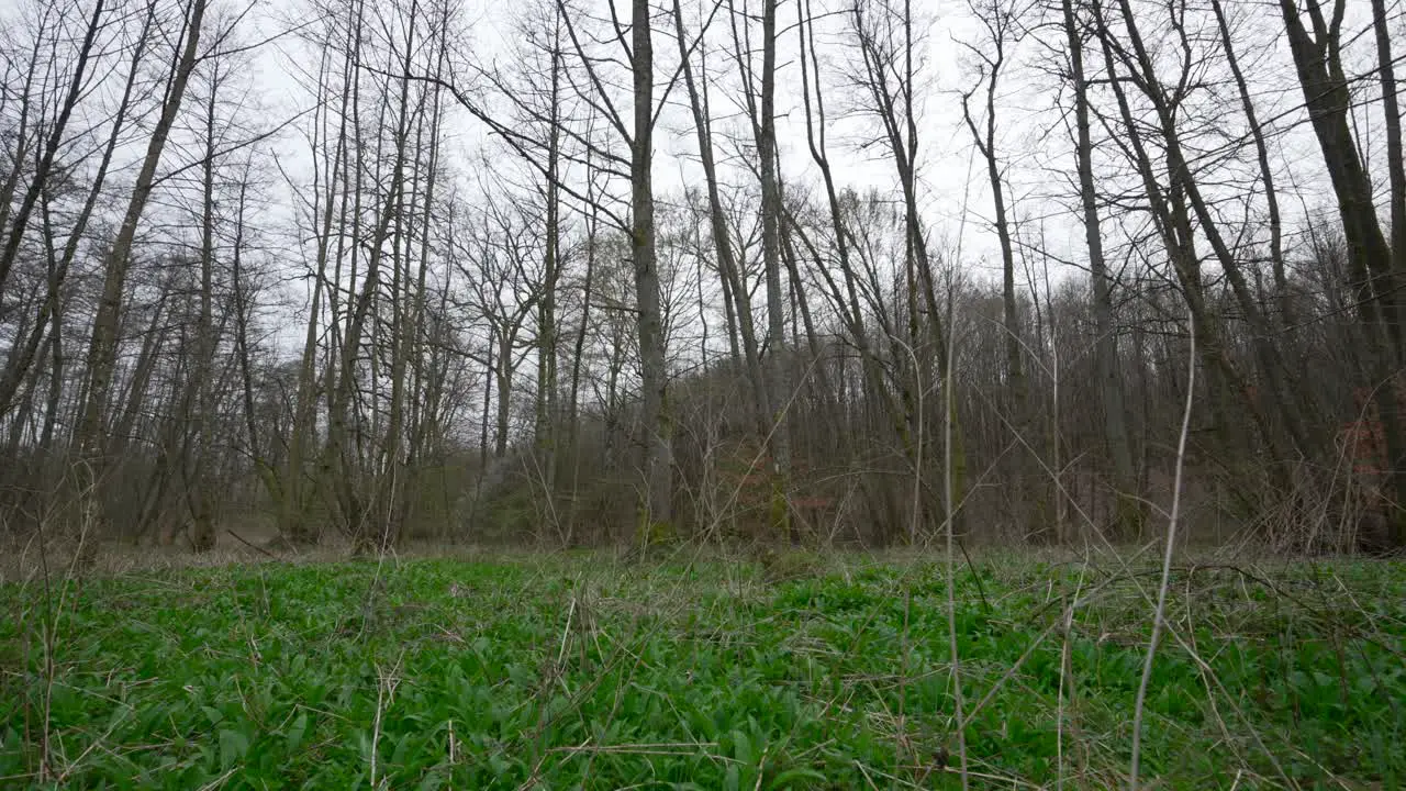 Leafless trees in forest with thick understory of wild garlic plants tilt up to cloudy sky