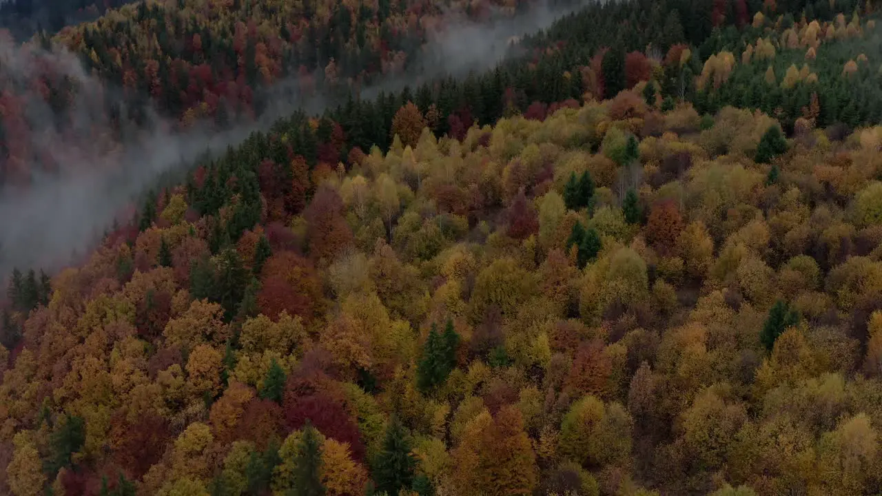 Colorful red and orange trees in misty forest aerial view Romania