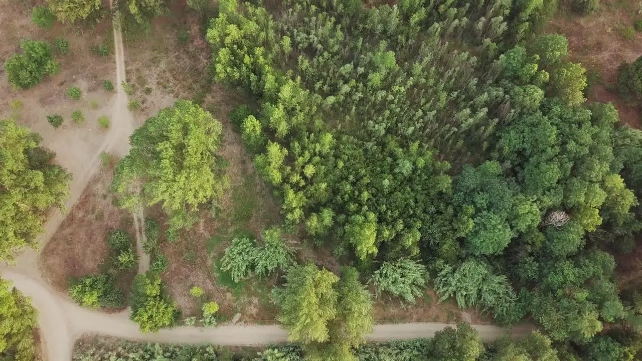 Aerial top down shot of a green forest with lots of trees and paths