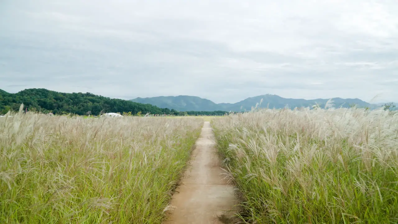 Chinese Silver Grass Reed Field with Mountains in Background at SMG Saemangeum Environment Ecological Complex Aerial Flyover