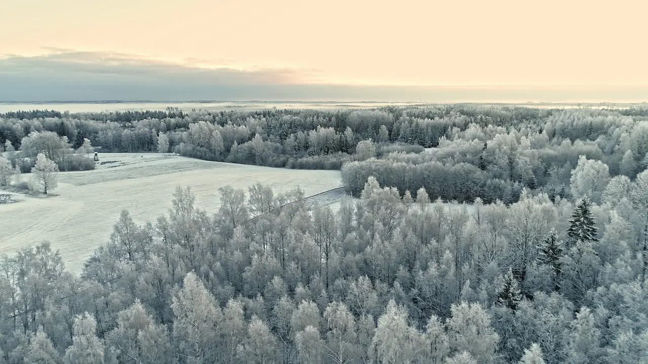 A breathtaking landscape of a pine forest fully covered with fresh snow