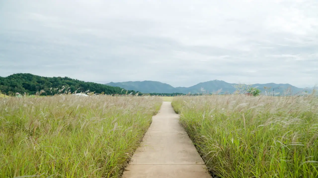 Chinese Silver Grass Reed at SMG Saemangeum Environment Ecological Complex push in