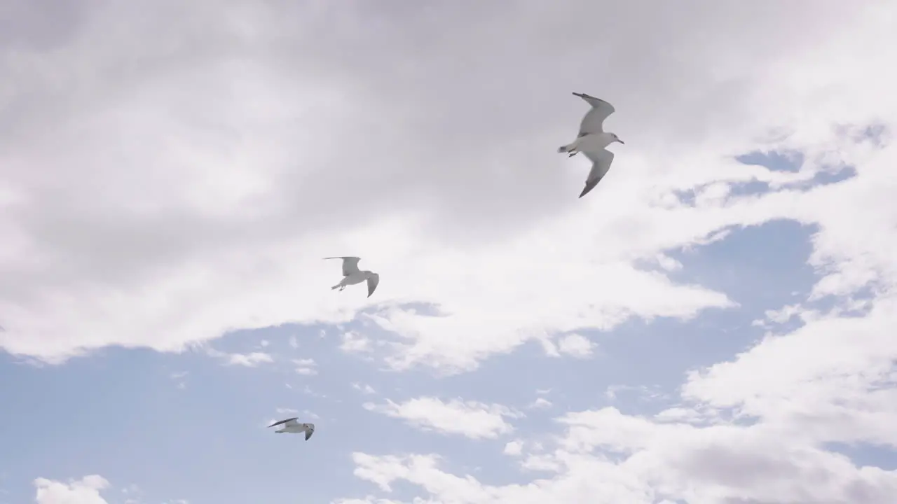 Group Of Seagulls Flying Against Blue Cloudy Sky In Sendai Japan low angle shot