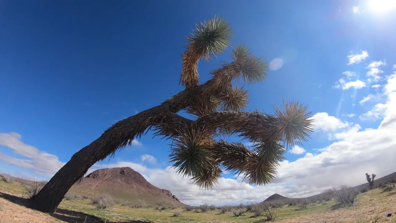 Joshua Tree in the Mojave Desert Time Lapse