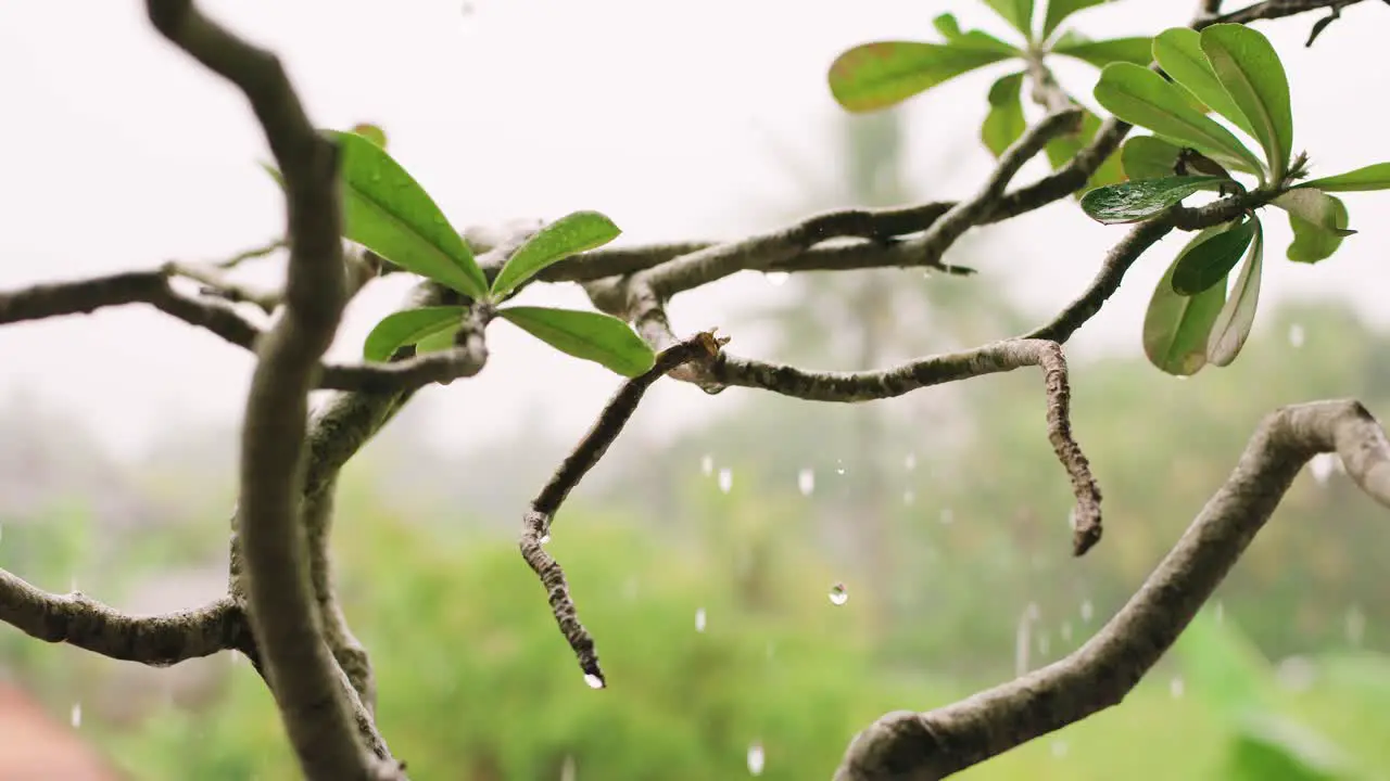 Exotic plant in Bali under the rain