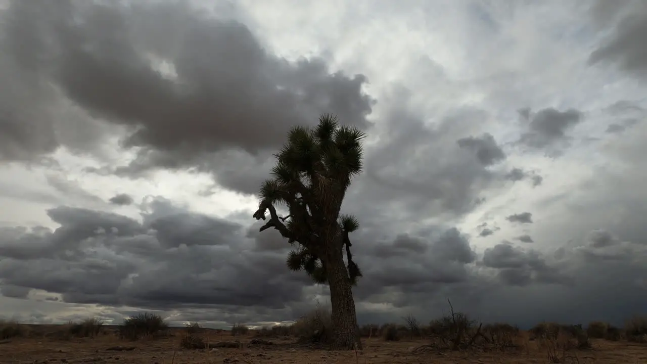 A wind shear pushes menacing clouds in different directions in this stunning dynamic cloudscape over the Mojave Desert and a lone Joshua tree stationary time lapse