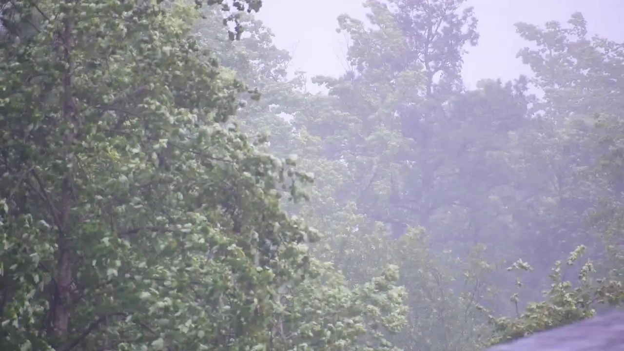 Trees blowing in wind during storm