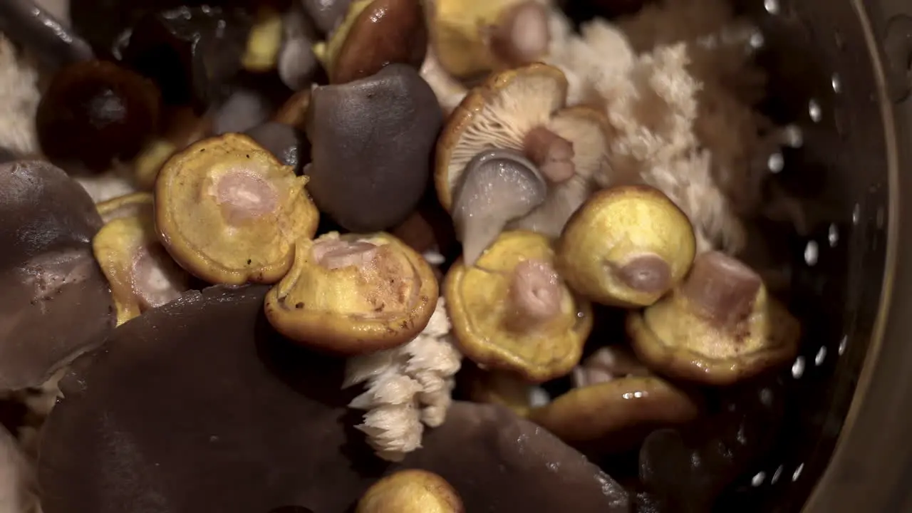 Close shot of multiple kinds of mushrooms