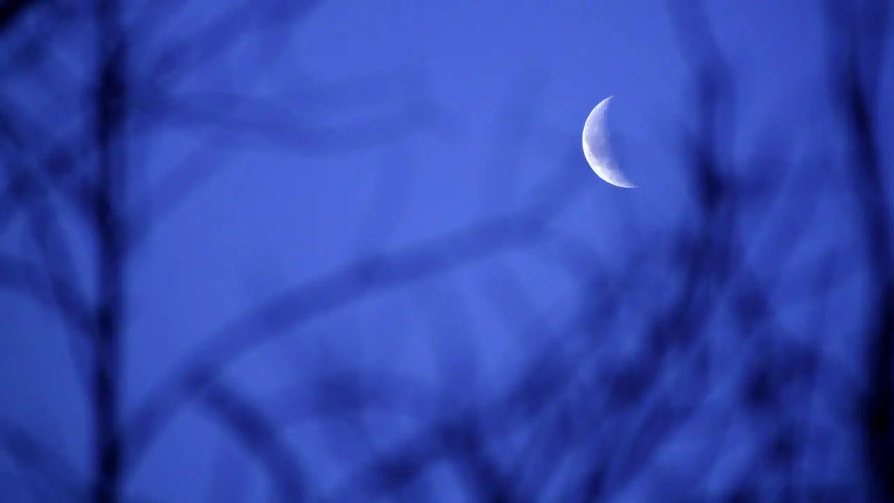 Twilight Crescent Moon illuminated in Blue Sky Through Tree Branches