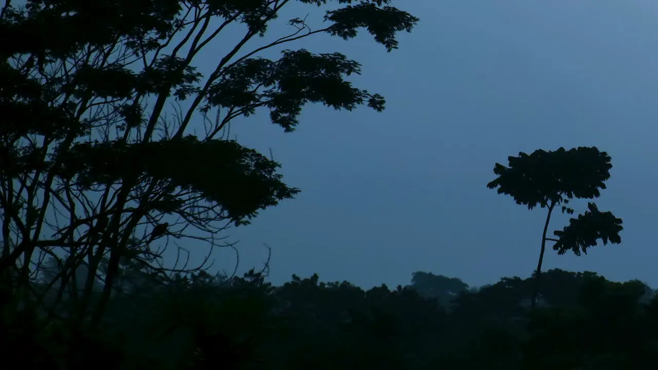 Silhouette Of Dove Birds Perching On Tree at Dusk in Tropical forest