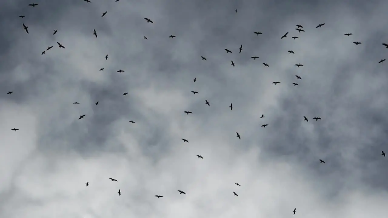 Flock of black raven birds against storm sky with dark grey clouds view from below