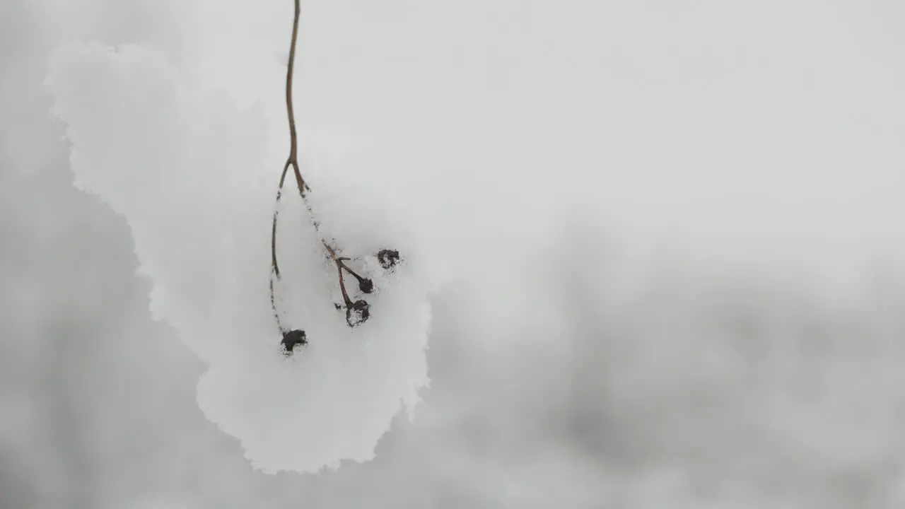 Dry delicate plant covered with snow on cloudy day