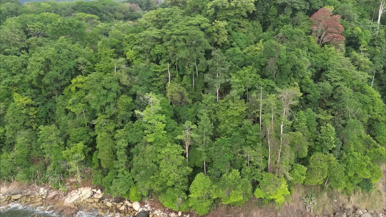 Flying backwards diagonal from forest into ocean