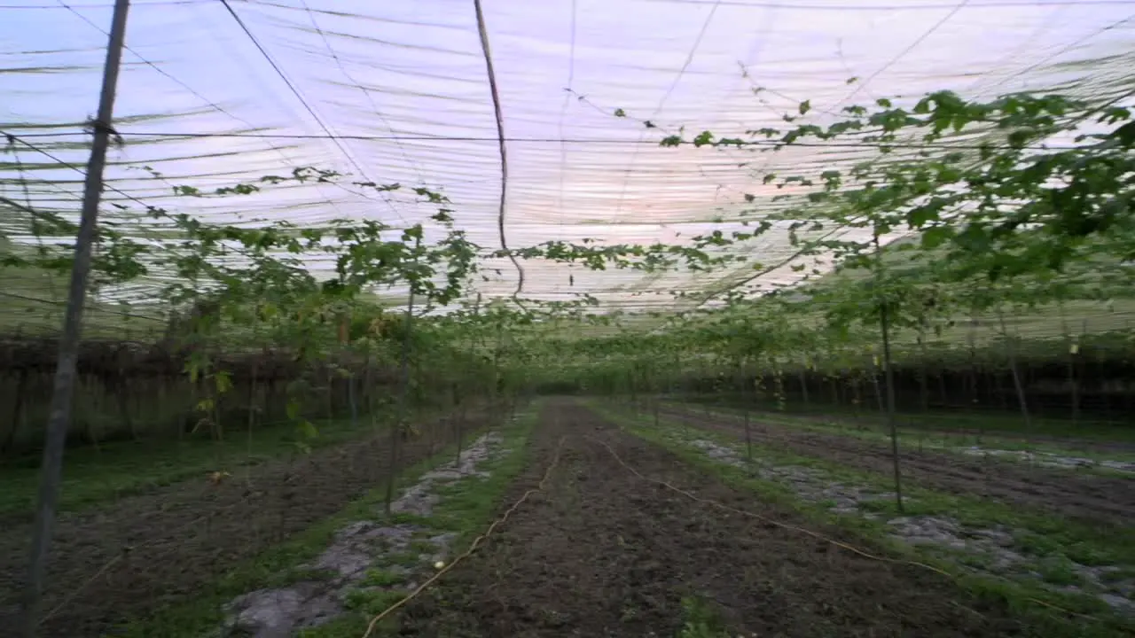 Enclosed area for growing vine crops in agricultural complex filmed as establishing shot