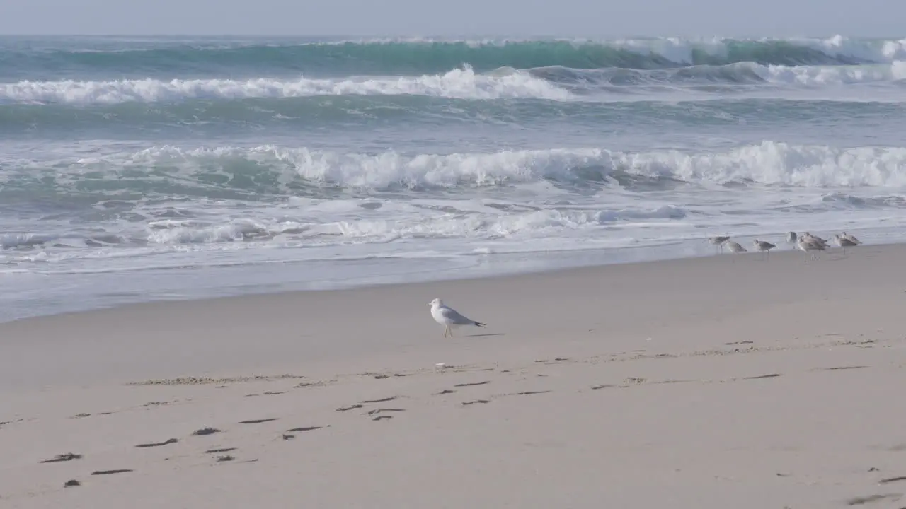 Slow motion shot of a seagull