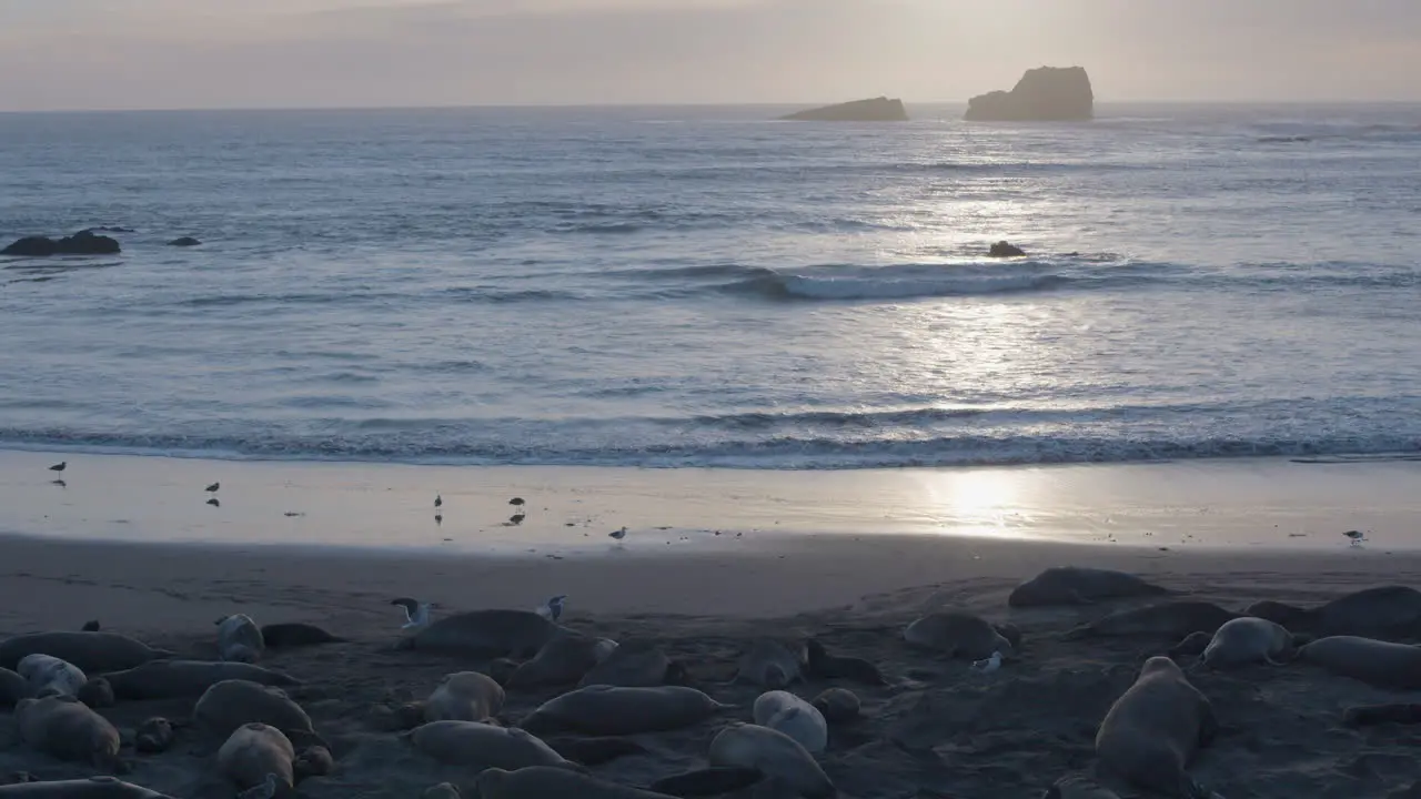 Descending shot of Sunset to Elephant Seals on a beach located at Elephant Seal Vista Point Beach