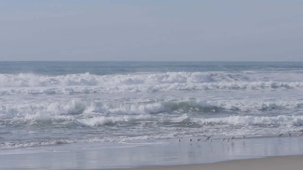 Slow motion panning shot of a flock of seagulls