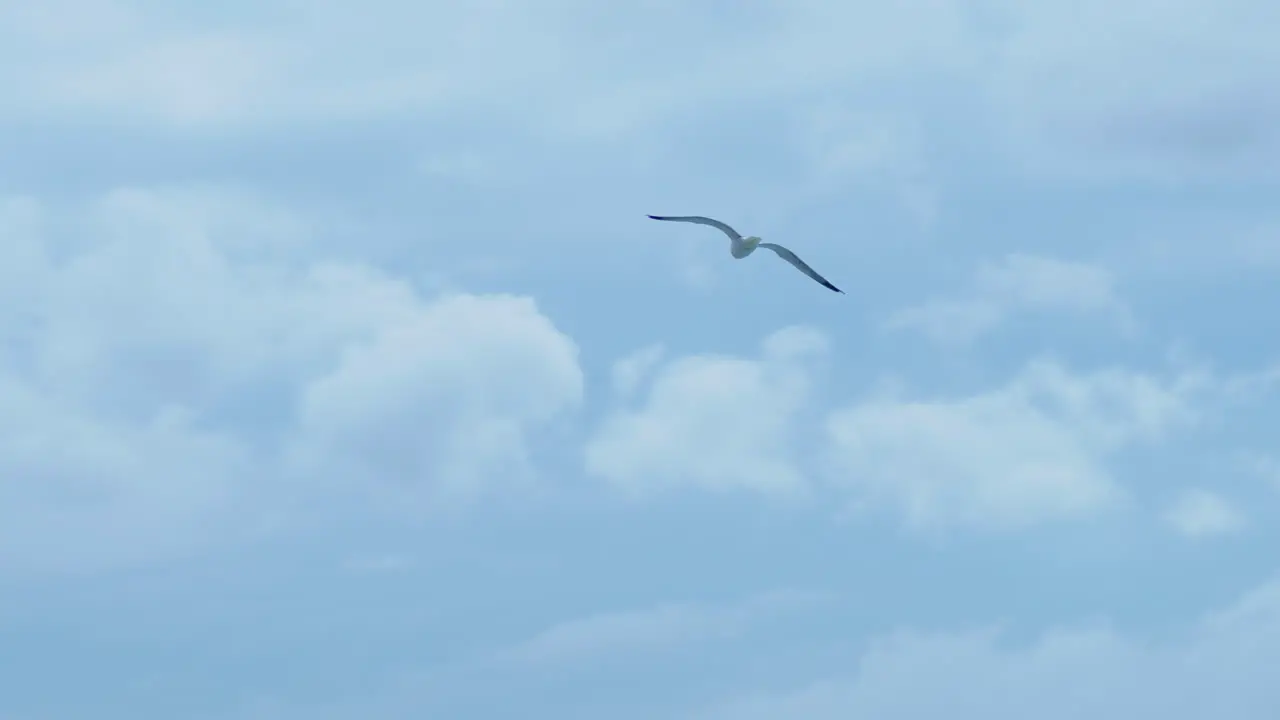 Seagulls flying through strong winds on cloudy stormy weather