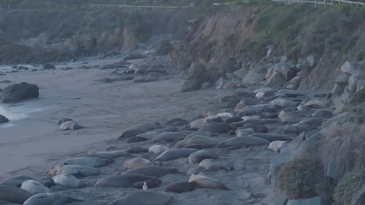 Slow panning shot of Elephant Seals laying on the beach located at Elephant Seal Vista Point Beach