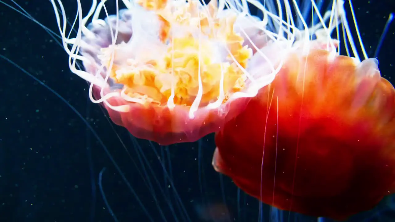 The aquarium in Singapore is home to several jellyfish that are gelatinous members of the Subphylum Medusozoa a subphylum of the Cnidaria family