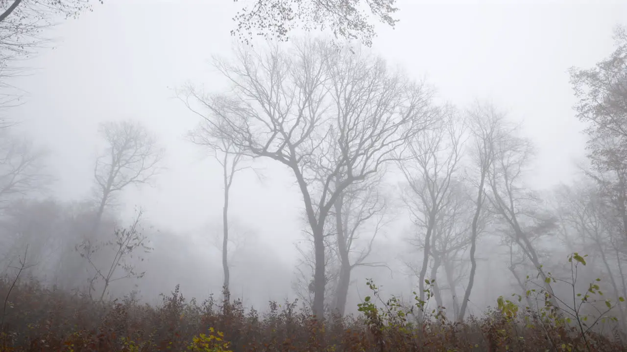 Panoramic image of late autumn in a deciduous forest with tall leafless trees shrouded in mystical fog