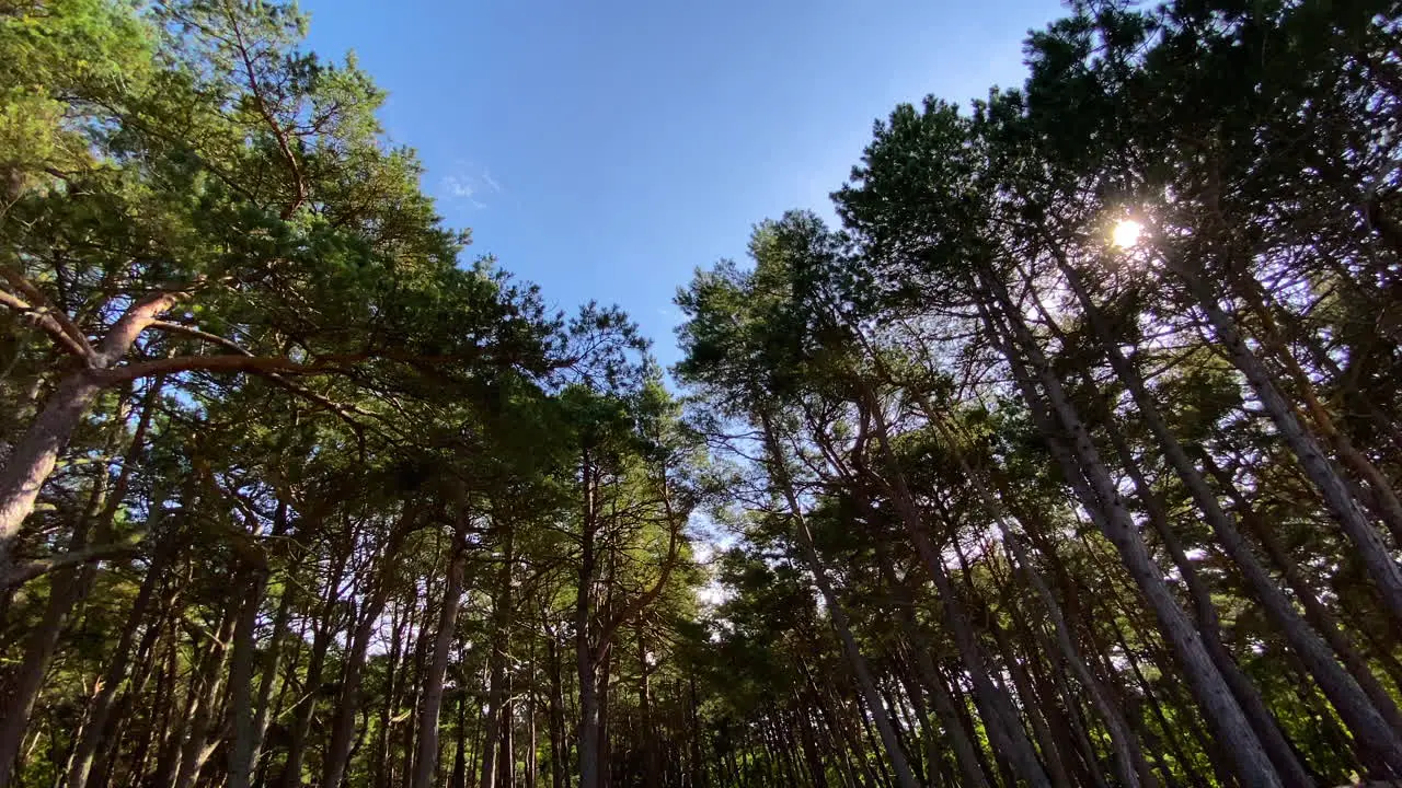 Fear lurking at Witomino woods Poland Europe