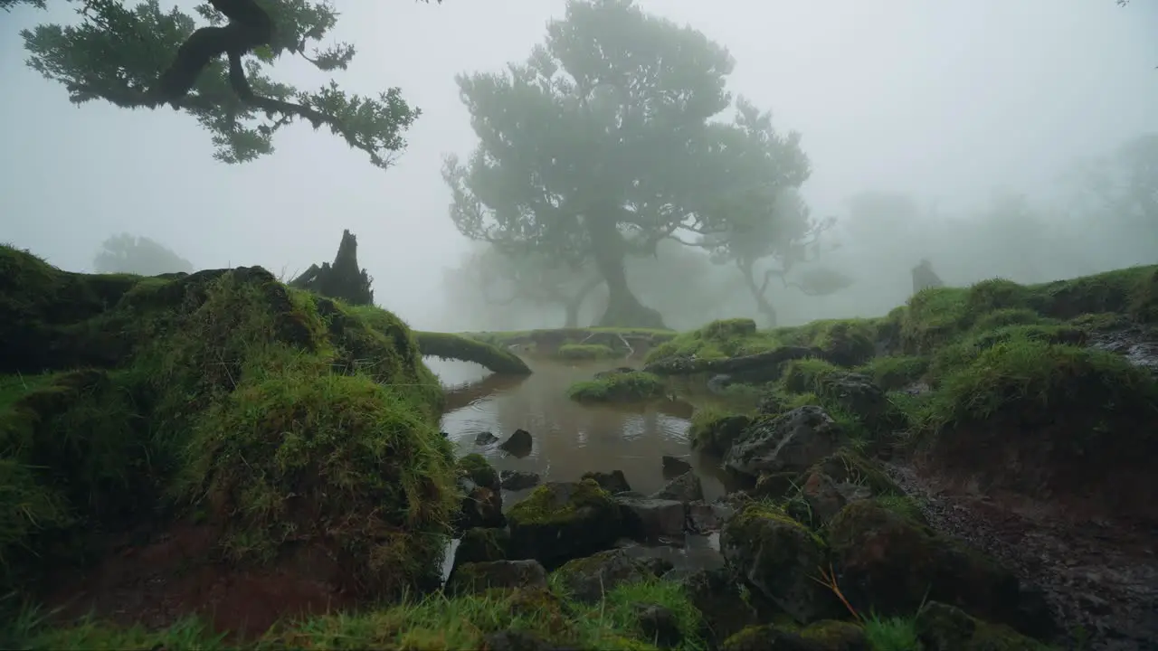 Muddy pool of water in mystical Fanal Forest with thick mist Madeira