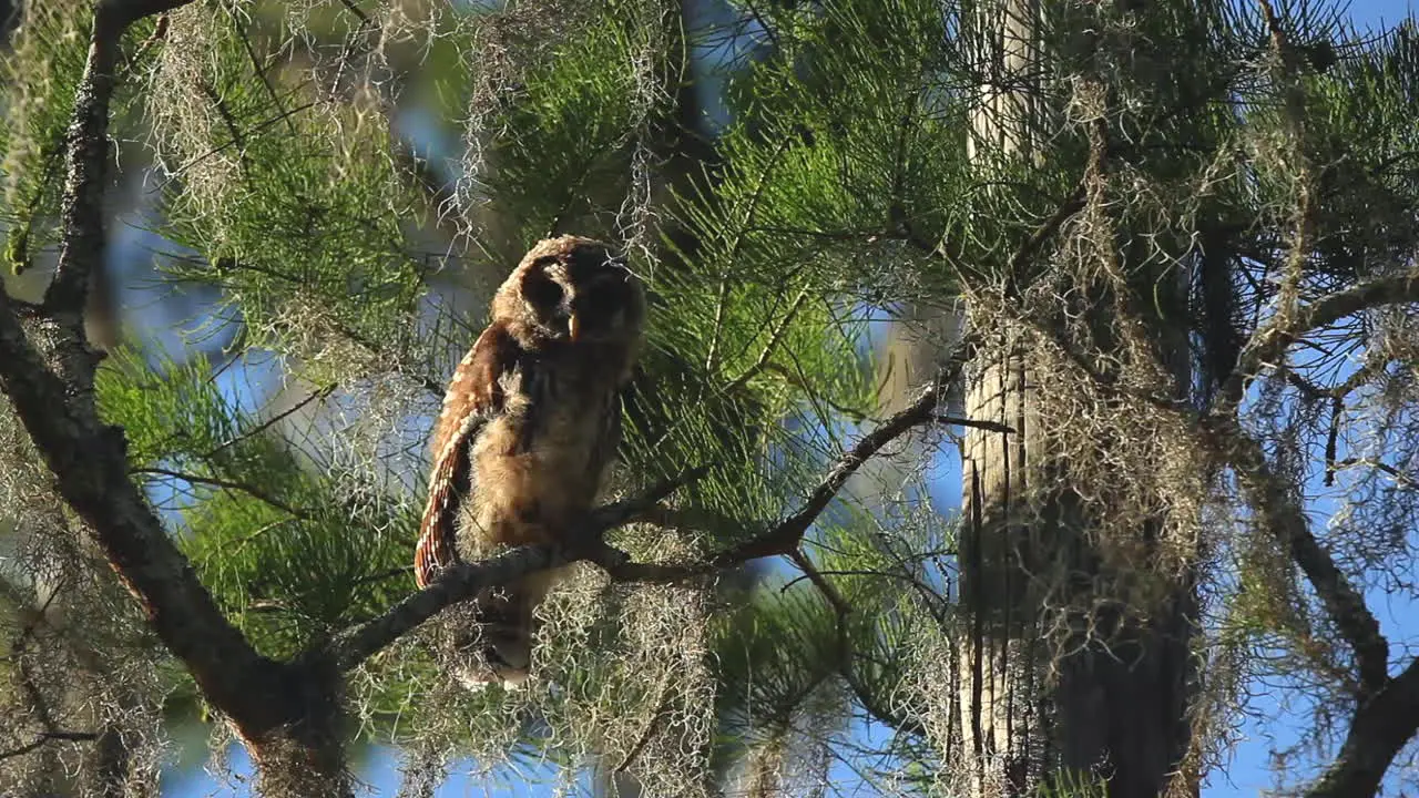 Barred owl in tree stares at camera