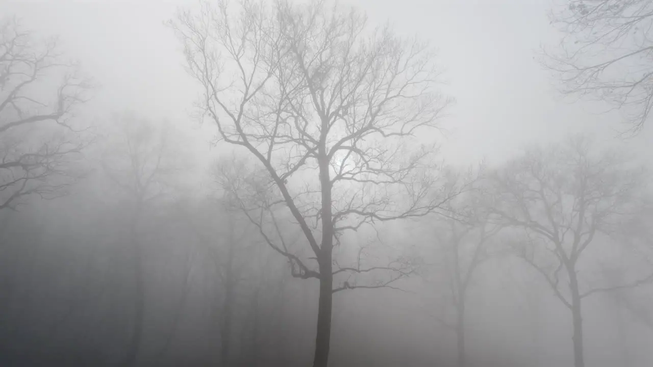 Foggy dark mysterious forest