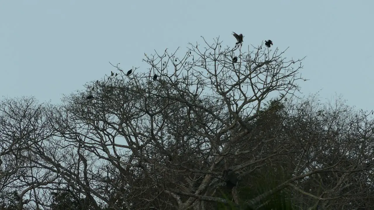 Black birds on tree branches in a Panama dark and moody tropical forest