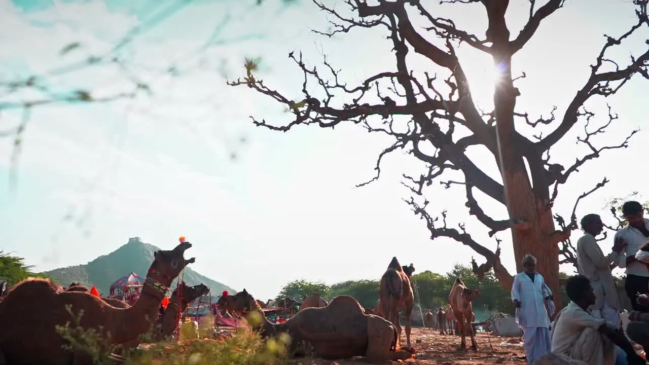 Interesting frame showcasing life in pushkar during pushkar camel fair